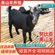 純種努比亞黑山羊純種黑山羊小羊活苗羊仔活體小羊羔公種羊母羊種 黑山羊養(yǎng)殖技術(shù)
