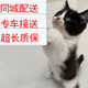 舒騰中華田園小貓咪活體田園貓寵物家養(yǎng)貓咪橘貓幼貓活體土貓貍花貓咪 田園級(jí) 奶牛貓 母（幼貓兩個(gè)月左右）