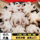 【京東冷鏈】迷你八爪魚(yú)新鮮海捕小八爪生鮮冷凍食品短腿八爪鮮活 三去八爪魚(yú)  500g(凈重)  5-6個(gè) 【1袋】