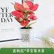 南國愛大吉利紅如意皇后盆栽綠植花卉室內(nèi)客廳好養(yǎng)活紅火植物美觀陶瓷水 小吉利紅早安吸水盆 含盆