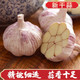 果玥河南大蒜頭10斤新干蒜紫白皮大蒜種籽干蒜1斤5斤大蒜頭新鮮蔬菜 新干蒜1斤中果（4-5cm）