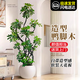 花翁大型綠植物客廳室內盆栽造型鴨腳木1.4-1.6m[創(chuàng  )意圓球盆]源頭直發(fā)