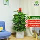 仙植緣【同城配送】1.8米大葉綠蘿柱大盆栽辦公室內(nèi)客廳開業(yè)喬遷綠植物 |高1.4-1.5米|綠蘿柱|水泥盆 專車送貨 更快更好
