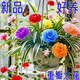 新品金邊吊蘭濃香型重瓣大花綠植花卉四季開花盆栽室內(nèi)外凈化空氣 四季：【混色】濃香 5顆球【開花多多】+肥