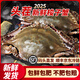 【冰鮮】舟山梭子蟹新鮮特大螃蟹海鮮水產蘭花蟹大白蟹飛蟹野生活 凈重3斤（3-5兩/只）包鮮包肥
