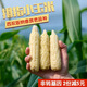 農(nóng)家有西雙版納傣族小玉米新鮮現(xiàn)摘糯香甜軟糯手指迷你寶寶輔食拇指玉米 3斤 普通快遞