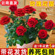 京厽高品質(zhì)玫瑰花苗大花帶花苞花卉綠植物室內外陽(yáng)臺盆栽不不支持退貨 紅玫瑰帶花發(fā)貨送催花肥2包 帶盆栽好
