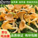 云南新鮮野生雞油菌黃絲菌黃金菇特產山珍蘑菇雞油黃蘑菇順豐空運 雞油菌【新鮮精品—現采現發(fā)】 500g