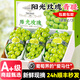 菲農(nóng)【禮盒裝】陽(yáng)光玫瑰特級(jí)晴王新鮮當(dāng)季水果青提子無(wú)籽葡萄整箱順豐 5斤 8-10g【大果】【禮盒裝】順豐