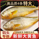 南美豹新鮮黃花魚 大黃魚 深海速凍國(guó)產(chǎn)東海大黃花魚 生鮮 魚類 海鮮水 【推薦】4條裝 1.5斤左右/條