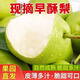 現(xiàn)貨陜西早酥梨青皮梨子當(dāng)季水果新鮮酸脆甜多汁孕婦批發(fā)非碭山梨 凈重3斤(9-12枚)