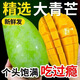 鄉(xiāng)果繽紛【果園直發(fā)】金煌芒當(dāng)季新鮮芒果10斤大果整箱包郵青/黃皮隨機(jī)發(fā) 凈重4.5斤【中果】單果200g起