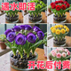 【澆水即活】水培濃香型玫瑰花球根重瓣驅蚊耐熱花卉客廳盆栽綠植 多種顏色【開(kāi)花滿(mǎn)盆爆香】 6顆球【爆滿(mǎn)盆】
