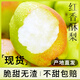 春福樂(lè) 正宗陜西紅香酥梨【產(chǎn)地直發(fā)】新鮮水果當(dāng)季酥梨 凈重4.5-5斤精品裝 | 單果110g+