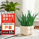 植男植女蘆薈盆栽奶油風(fēng)室內(nèi)綠植辦公發(fā)財(cái)多肉花芮好養(yǎng)耐旱源頭直發(fā)