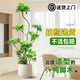 靜黛軒造型鴨腳木客廳大盆栽鴨掌木鵝掌柴室內(nèi)落地式大型四季常青綠植物 精品造型鴨腳木1.45-1.55米-米白聚寶盆