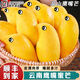式果禮云南鷹嘴芒果【順豐速發(fā)】保山特產(chǎn)圣德龍緬甸網(wǎng)紅芒果新鮮水果 5斤 精選特大【單果400g+】禮盒