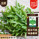 北蔬 芝麻菜種子種苗食用野菜火箭菜臭菜盆栽蔬菜籽 芝麻菜種子1000粒