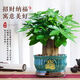 沭之美發(fā)財樹(shù)盆栽綠植花卉 精品大三桿發(fā)財樹(shù)+招財進(jìn)寶陶瓷盆 源頭直發(fā)