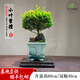 卓美御庭小葉紫檀盆景名貴精品盆栽老樁室內造型綠植擺件原生臺灣進(jìn)口真樹(shù) 小葉紫檀28號