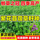 紫花苜蓿草種籽多年生牧草種子四季養(yǎng)殖喂羊牛雞鴨鵝草魚牧草種籽 進(jìn)口【特高產(chǎn)型】紫花苜蓿凈種子【5斤裝】-種一畝地