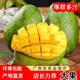 廣西金煌芒果大青芒果甜心芒果新鮮大芒果 源產(chǎn)地直發(fā) 壞果包賠 2斤裝小果 單果150g-200g