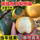 沙梨樹(shù)苗優(yōu)良嫁接 庭院盆栽 黃花梨果樹(shù)苗山嶺地栽南北方種植果苗 甜沙梨2年苗【帶土帶葉】 60cm(含)-69cm(含)