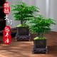 綠有意大文竹好養(yǎng)防輻射發(fā)財樹綠蘿室內(nèi)辦公室綠植花卉盆栽 2盆文竹【方形舍得樹脂盆】 含盆