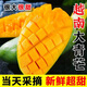 我有果果越南大青芒果酸甜生吃熱帶當季水果芒果水果 5斤裝【單果400g+】?jì)糁?.5-5斤