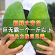 正宗大青芒新鮮水果香甜特大芒果核薄多汁肉厚無(wú)絲金煌玉芒特大號(hào) 青芒凈重8.5斤【特大果】500克起