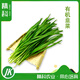 精科優(yōu)鮮有機(jī)韭菜新鮮現(xiàn)割鮮嫩炒菜燒烤餃子餡農(nóng)場(chǎng)當(dāng)季時(shí)令健康無(wú)農(nóng)殘蔬菜 3斤
