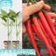 壽禾辣椒苗子大全小米椒秋季蔬菜苗壽光秧苗帶土盆栽陽臺(tái)菜苗子 赤焰（單生）朝天椒苗12棵
