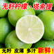熱笆籬語無籽青檸檬皮薄多汁塔希提青檸檬老樹奶茶店用果園現(xiàn)摘青檸檬 老樹青檸檬  （中果60g以上） 1 斤（約6-12個(gè)）