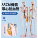 人體骨骼模型骨架醫(yī)用可拆卸標(biāo)準(zhǔn)醫(yī)用骨架85CM人體骨骼帶心臟與血 85cm人體骨架帶心臟血管神經(jīng)
