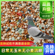 50斤鴿糧無玉米鴿糧鴿子糧營(yíng)養(yǎng)飼料幼成鴿糧營(yíng)養(yǎng)飼料鴿子糧食20斤 無小麥無玉米日常糧 50斤