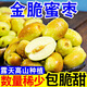 唯亭美云南金脆蜜棗新鮮棗子現(xiàn)摘脆甜一級(jí)芒果蜜棗賓川應(yīng)季水果金絲蜜棗 云南蜜棗 【品質(zhì)裝】?jī)糁?.7斤