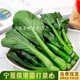 桃西村新鮮蔬菜寧夏供港霜打菜心苗菜心仔小菜心苗迷你菜心鮮嫩清甜 2000g