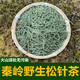 尋秦嶺秦嶺野生松針茶葉全松茶馬尾松針茶白松針茶陰干松針中藥材泡茶 野生松針茶250克