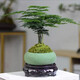 貴秘書【精品】文竹盆栽植物室內(nèi)凈化空氣辦公室綠植花卉盆栽盆景小盆栽 老樁翠綠文竹+綠磨砂盆+青苔+圓底座