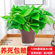 綠有意綠蘿盆栽室內(nèi)植物花卉綠植水培長藤垂吊大葉綠籮新房家用吸除甲醛 120原盆吸水盆綠蘿4盆+4肥 帶盆帶土發(fā)貨
