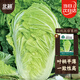 北蔬 正宗山東膠州白菜種子苗秋季蔬菜種籽 北蔬膠州大白菜種子4000粒