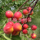 彭陽(yáng)嫁接甜杏子樹(shù)苗南北方庭院地栽種植特大苗當年結果 紅梅杏樹(shù)苗 2年幼苗1棵