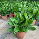 藝萱萬年青盆栽大葉室內(nèi)綠植四季常青新家除甲醛植物耐寒耐熱好養(yǎng)易活 110#萬年青15-20厘米高 含盆