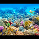 魚缸背景貼紙5d高清畫立體畫海底世界3d水族箱造景裝飾壁紙自粘紙 03.彩色珊瑚和魚 寬80cm-高50cm【送刮板】