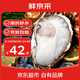 鮮京采 鮮活生蠔4XL 凈重5斤 10-13只 生鮮海鮮 源頭直發(fā)