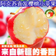 新疆櫻桃小蘋(píng)果新鮮水果當季脆甜阿克蘇冰糖心禮盒整箱包郵大果 5斤