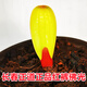 長(cháng)春精品君子蘭 佛光彩蘭小苗 寬短葉圓頭鴛鴦覆輪彩高端盆栽花卉 佛光1葉苗(原盆原土) 帶盆栽好