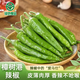 京地達湖南樟樹港辣椒 凈重1斤 鮮辣清香 新鮮蔬菜源頭直發(fā)包郵