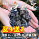 魚遇玉魚缸造景石底砂多寶玉水族凈水石頭水草缸烏龜火山石溪流石雨花石 1斤中號1-2厘米