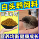 AITAR白頭翁鳥糧白頭婆紅耳鵯幼崽雛鳥飼料淡臀中國鵯紅嘴山鴉喜鵲鳥食 500g 1袋